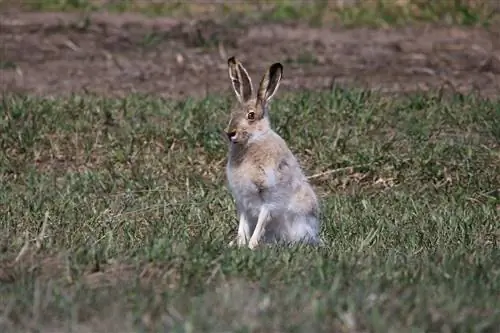Informació sobre la raça del conill d'antílop: imatges, trets, & fets