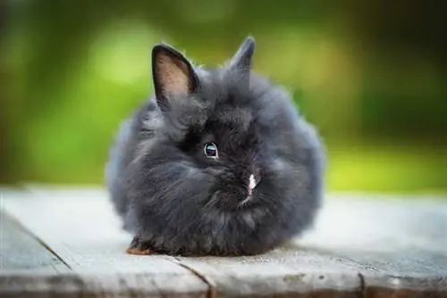 Zakrslý angorský králík: Péče, temperament, stanoviště & Vlastnosti (s obrázky)