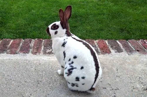 English Spot Rabbit Info: Perawatan, Temperamen, Habitat & Sifat (Dengan Gambar)