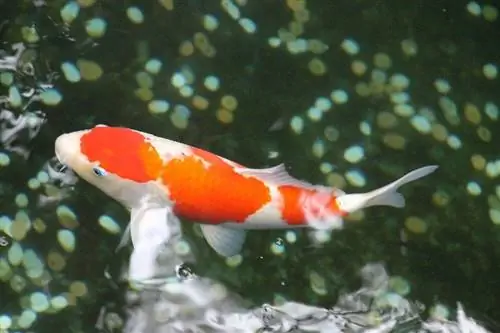 16 lenyűgöző Koi Fish tény, amit tudnod kell
