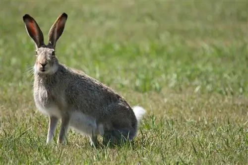 מידע על גזע ארנב לבן זנב: תמונות, תכונות & עובדות