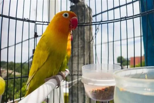 10 geriausių meilės paukščių žaislų 2023 m.: Atsiliepimai & Populiariausi pasirinkimai