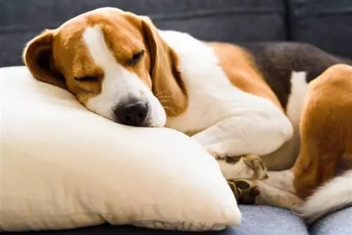 Ar šunims patinka būti naminiais gyvūnais miegant? Faktai & Priežiūros patarimai