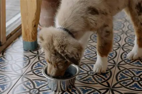 Dove viene prodotto il cibo per cani selvatici? Luoghi di produzione