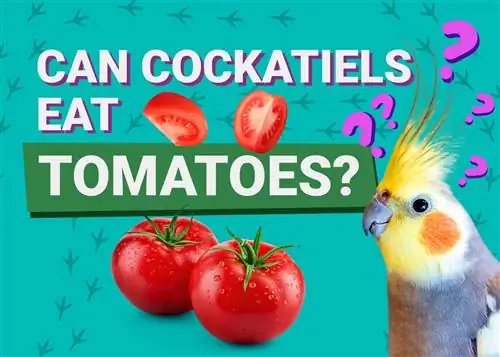 آیا کوکاتیل ها می توانند گوجه فرنگی بخورند؟ اطلاعات تغذیه ای تایید شده توسط دامپزشک