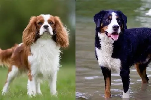 Mini Bernese Mountain Dog Breed ข้อมูล: รูปภาพ, อารมณ์ & ลักษณะนิสัย