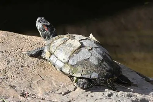 Peeling ze skorupy żółwia: dlaczego tak się dzieje i kiedy należy się martwić (porady zatwierdzone przez weterynarza)