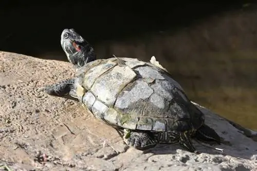 Vėžlio kiautų lupimas: kodėl taip nutinka ir kada nerimauti (veterinarijos patvirtintas patarimas)