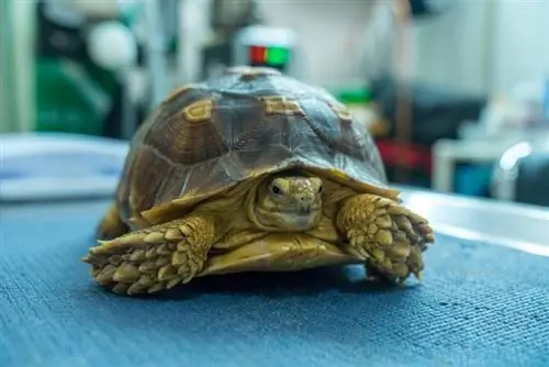 8 Tekenen dat een schildpad doodgaat: hoe te vertellen en wat te doen (door dierenarts goedgekeurd advies)