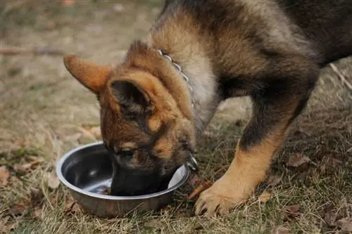 Wie viel man einem Deutschen Schäferhund füttern sollte: Vom Tierarzt anerkannter Leitfaden