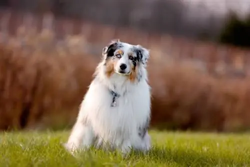 Puas yog Australian Shepherds Hypoallergenic? Cov ntaub ntawv tseem ceeb rau cov tswv