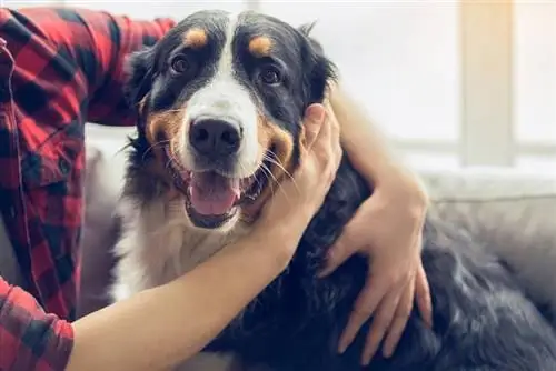 10 användbara tips om hur man lugnar en hund