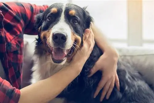 10 nuttige wenke oor hoe om 'n hond te kalmeer