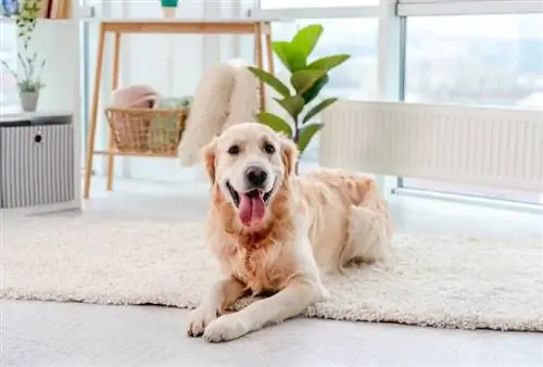 Khi nào tôi nên triệt sản hoặc triệt sản chú chó Golden Retriever của mình? Thông tin chăm sóc quan trọng