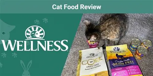 Kev Noj Qab Haus Huv Cat Food Review 2023: Rov qab, Pros & Cons
