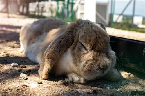 Hoe slaapt een konijn? Het interessante antwoord