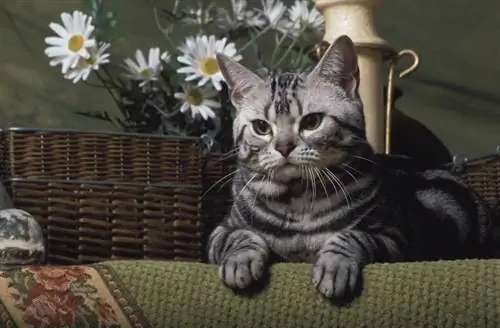 Ameriška kratkodlaka mačka: slike, temperament & Lastnosti