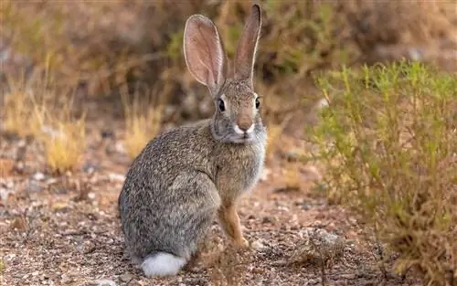 Çöl Pamuk Kuyruk Tavşanı: Gerçekler, Kökeni & Tarih (Resimlerle)