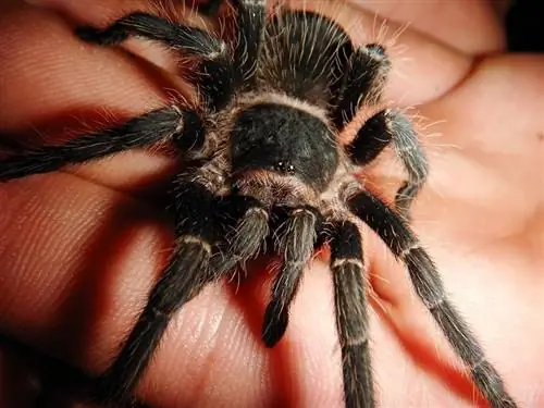 11 specie di ragno più grandi del mondo (con immagini)