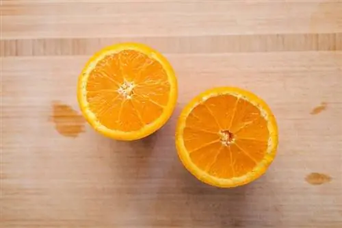 Kas hamstrid saavad apelsine süüa? Toitumisalased faktid & KKK