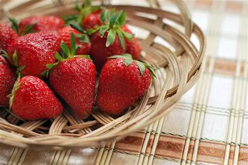 Kan hamstere spise jordbær? Ernæringsfakta & FAQ