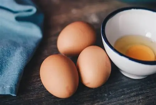 Els hàmsters poden menjar ous? Informació nutricional & PMF
