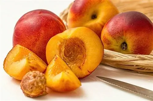 Можно ли хомякам есть персики? Пищевая ценность & Часто задаваемые вопросы