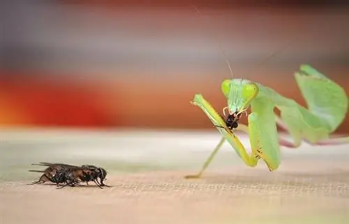 Apa yang Dimakan Mantis Sembahyang di Alam Liar dan Sebagai Haiwan Kesayangan? Diet & Fakta Kesihatan