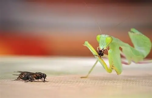 Cosa mangia una mantide religiosa in natura e come animale domestico? Dieta & Fatti di salute