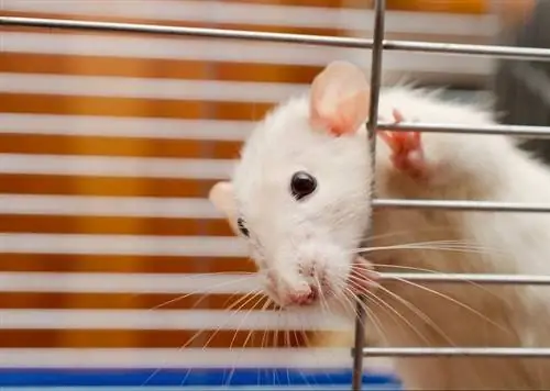 Jak wybrać odpowiedni rozmiar klatki dla szczurów domowych: wymiary & Objaśnienie materiałów