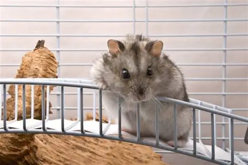 Cara Memilih Saiz Sangkar yang Tepat untuk Hamster Kerdil anda: 8 Petua Pakar
