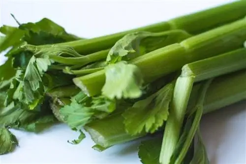 Puas yog Hamsters Noj Celery? Nutrition Facts & FAQ