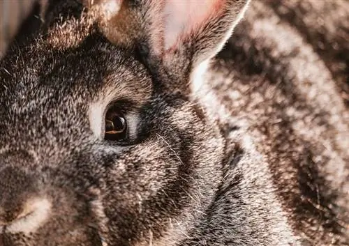 האם ארנבות ישנות בעיניים פקוחות? עובדות מרתקות