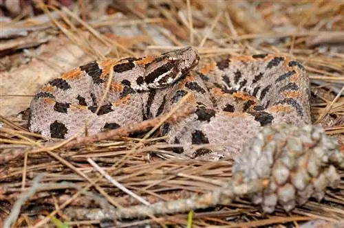 15 serpenti trovati in Oregon (con foto)