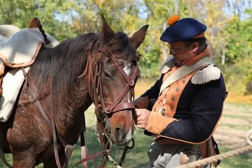 11 razas de caballos de guerra & Su historia (con imágenes)