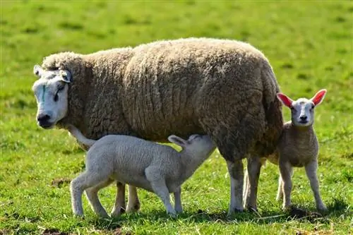 5 Domba Terbaik untuk Produksi Susu (dengan Gambar)