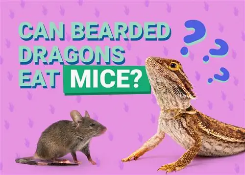האם דרקונים מזוקנים יכולים לאכול עכברים? תזונה & עובדות התנהגות