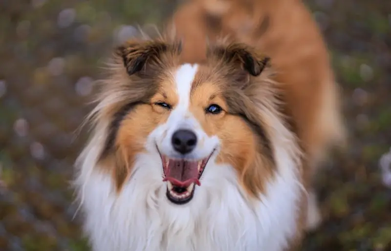 Wie lange lebt ein Sheltie? Durchschnittliche Lebensdauer, Daten & Pflege