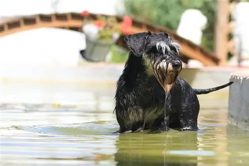 Minyatür Schnauzer'lar Suyu Sever mi? Onlara Yüzmeyi Nasıl Öğretirsiniz?