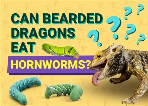 Kan baarddrake horingwurms eet? Die Interessante Antwoord