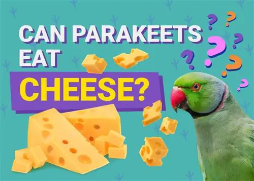 Les perruches peuvent-elles manger du fromage ? Répondu par le vétérinaire
