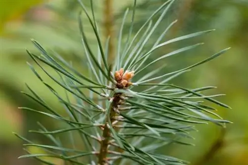 Apakah Pine Needles Buruk untuk Anjing? Fakta yang Disetujui Dokter Hewan & FAQ