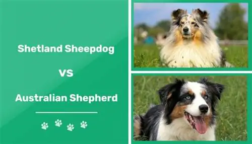 Shetlandský ovčák vs australský ovčák: Rozdíly (s obrázky)