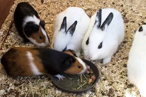 ¿Pueden los conejos comer comida para cobayos? Datos de seguridad & Preguntas frecuentes