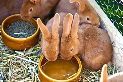 Quanta aigua necessiten els conills? Revisió del consum d'aigua del conill