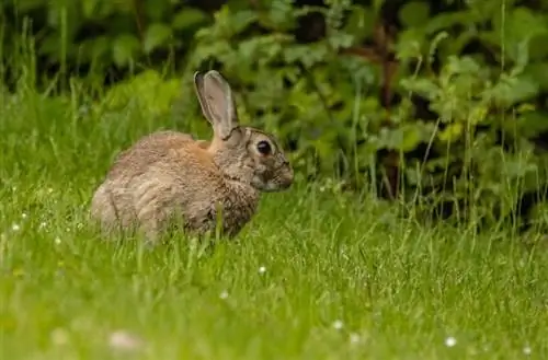 32 प्रकार की खरगोश प्रजातियाँ (चित्रों के साथ)