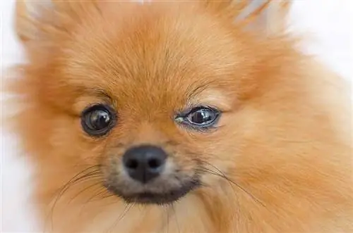 Γιατί τα μάτια των σκύλων μου βουρκώνουν; 8 λόγοι που εξετάστηκαν από τον κτηνίατρο