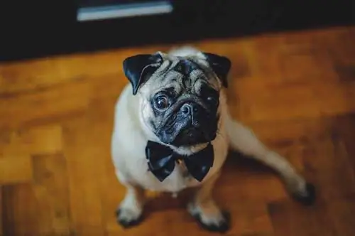 Apakah Pugs Pintar? Kecerdasan Breed Dijelaskan