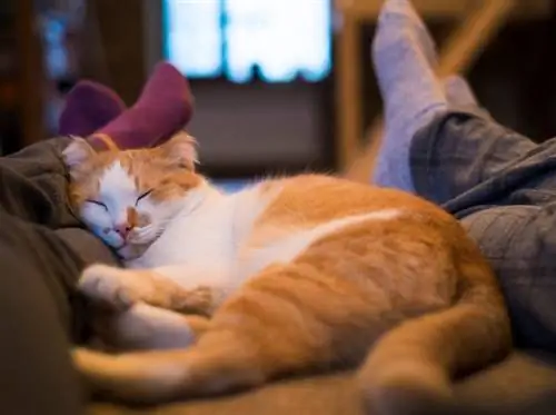 Hvorfor sover min kat ved mine fødder? 6 dyrlægeanmeldte grunde