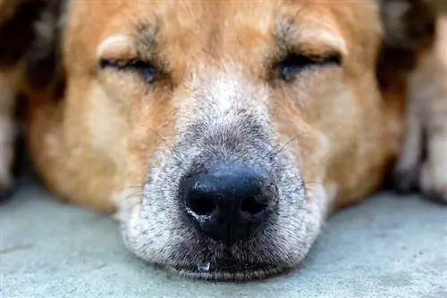 Mengapa Hidung Anjing Saya Berlari? 6 Alasan yang Disetujui Dokter Hewan